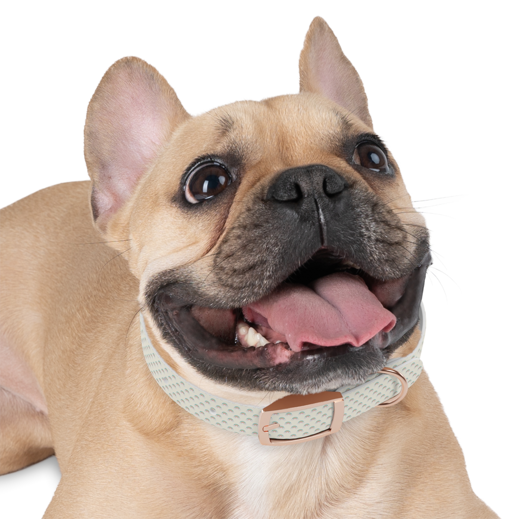 Tito Puppy Starter Collar — Adjustable - Image 9