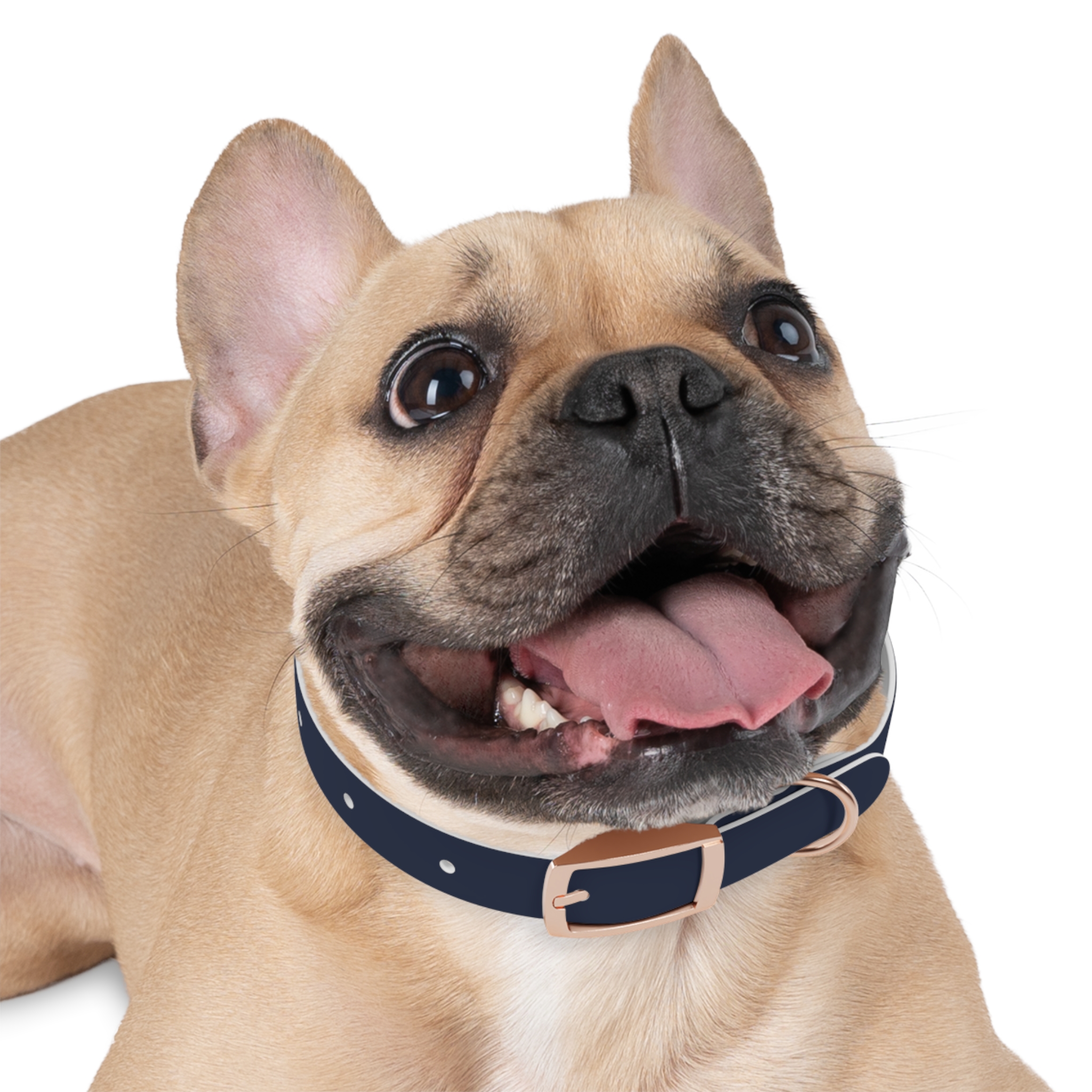 Tito Classic Personalized Name Collar — Navy - Image 9