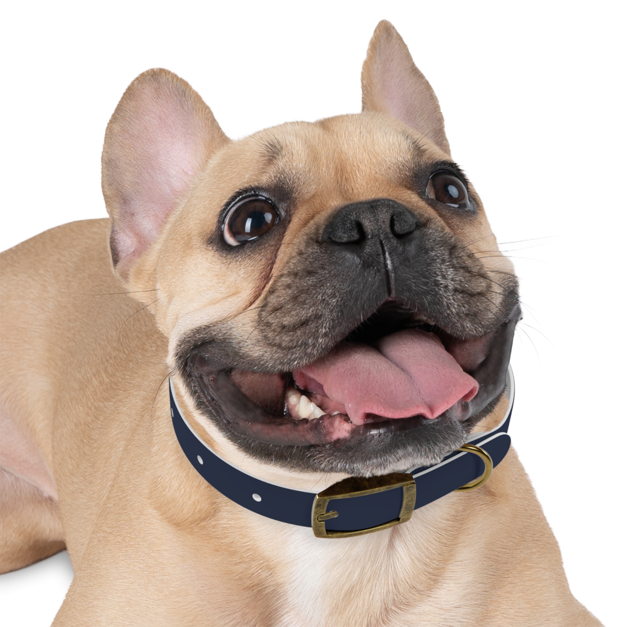 Tito Classic Personalized Name Collar — Navy - Image 12