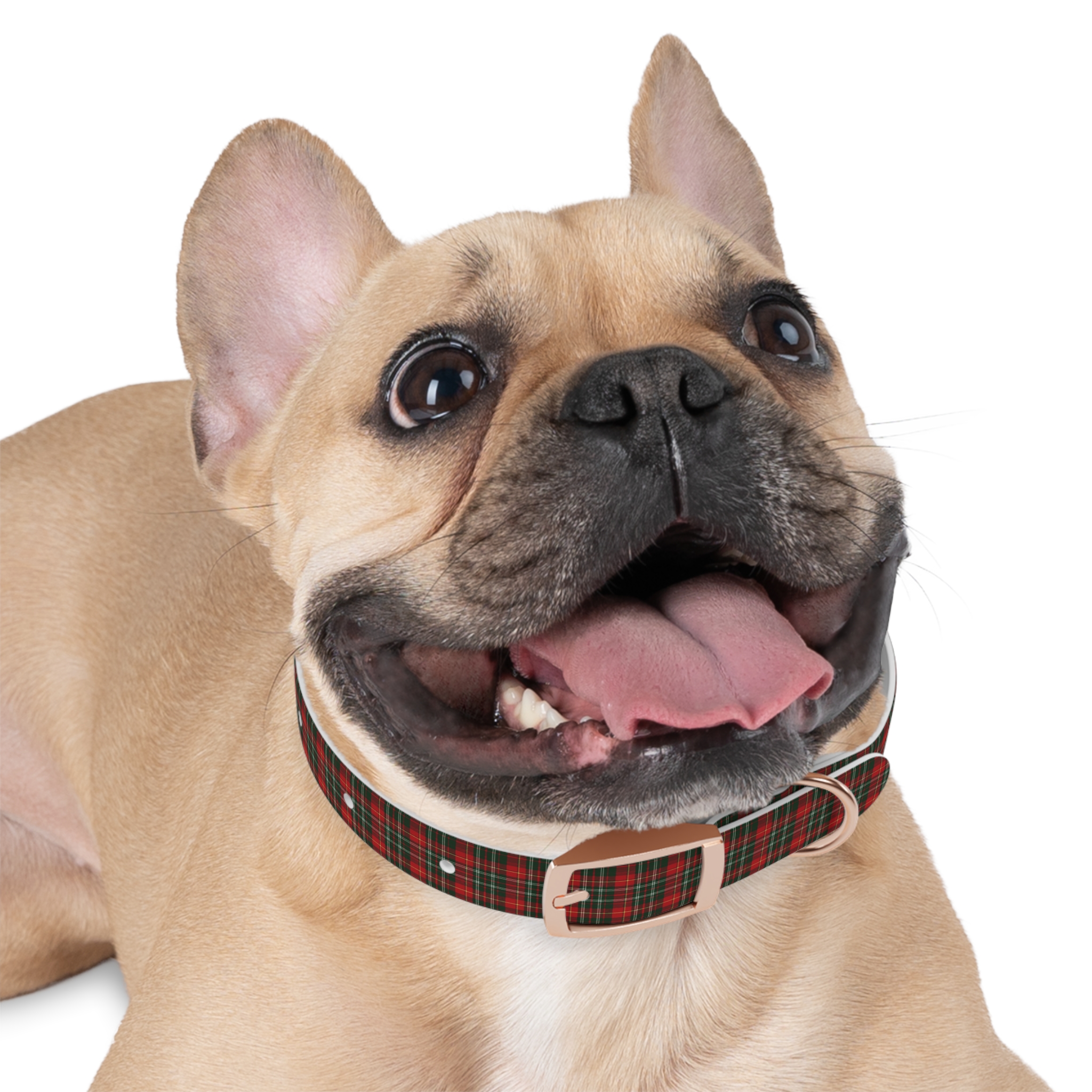 Tito Holiday Tartan Collar - Image 9