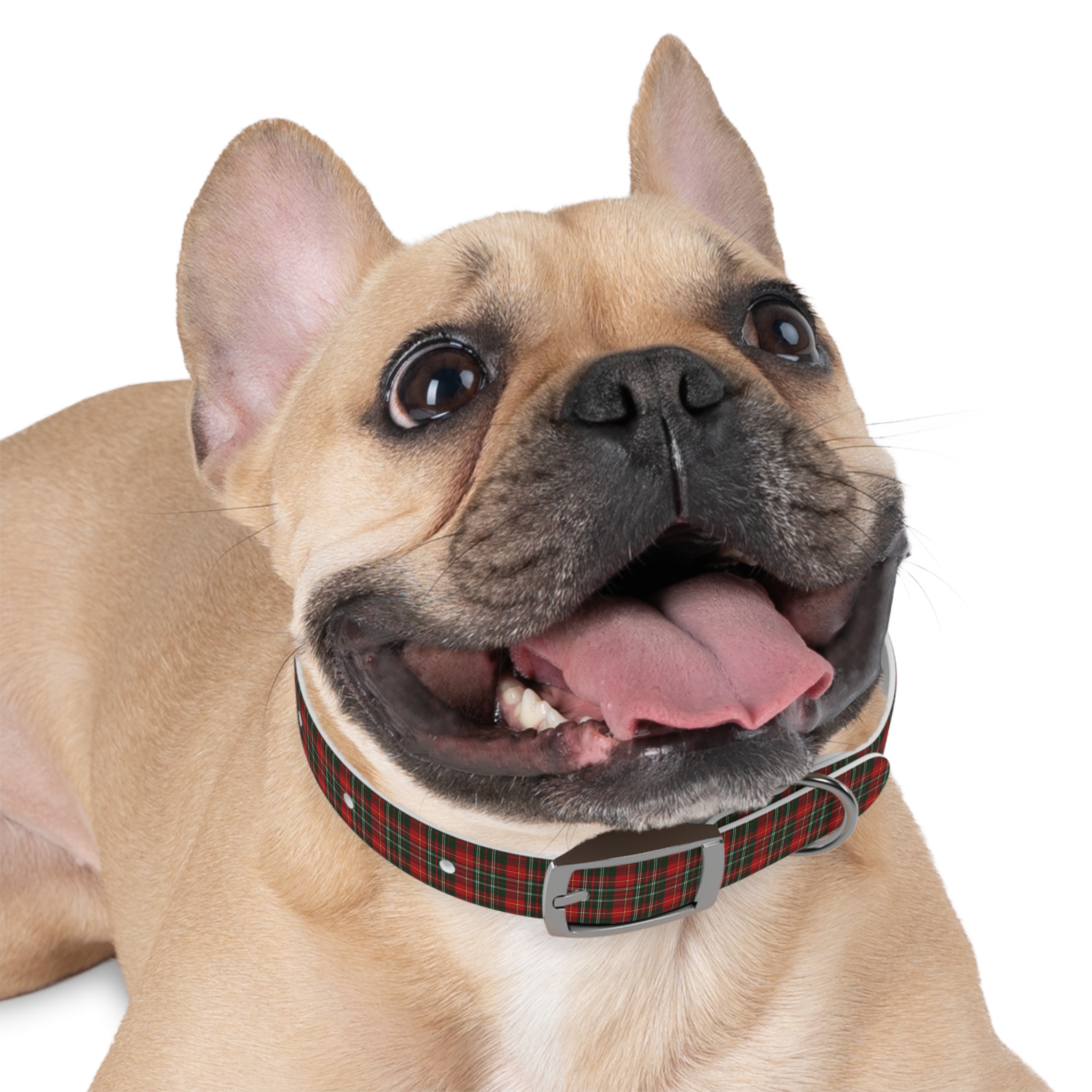 Tito Holiday Tartan Collar - Image 6