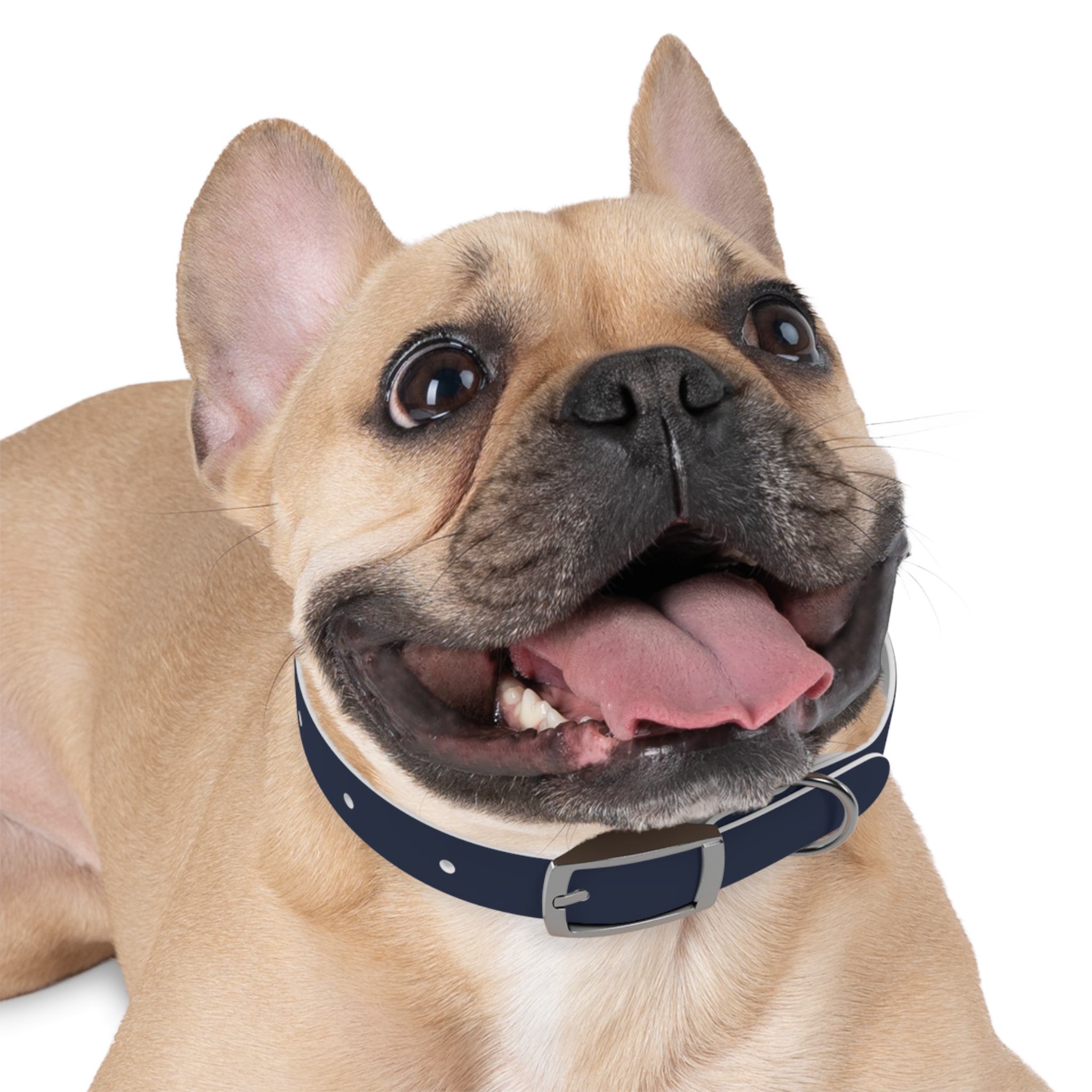 Tito Classic Personalized Name Collar — Navy - Image 6