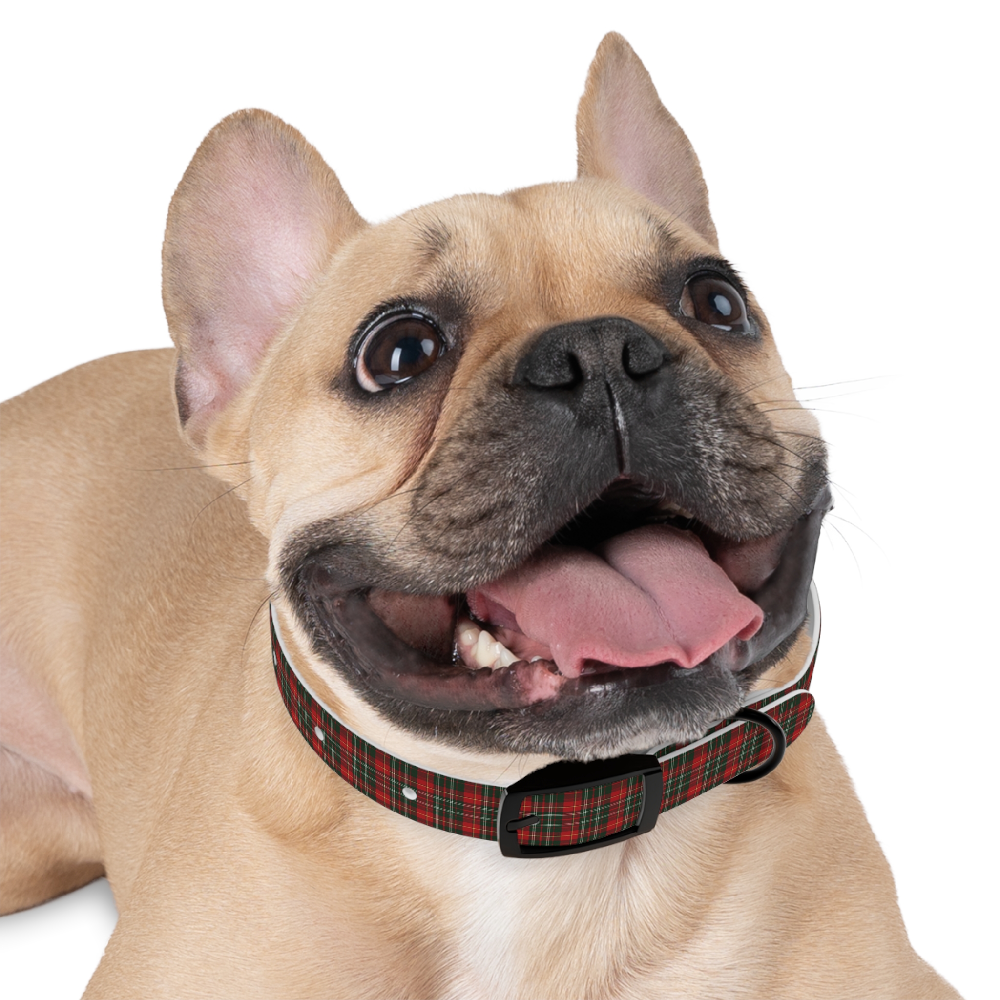 Tito Holiday Tartan Collar - Image 3
