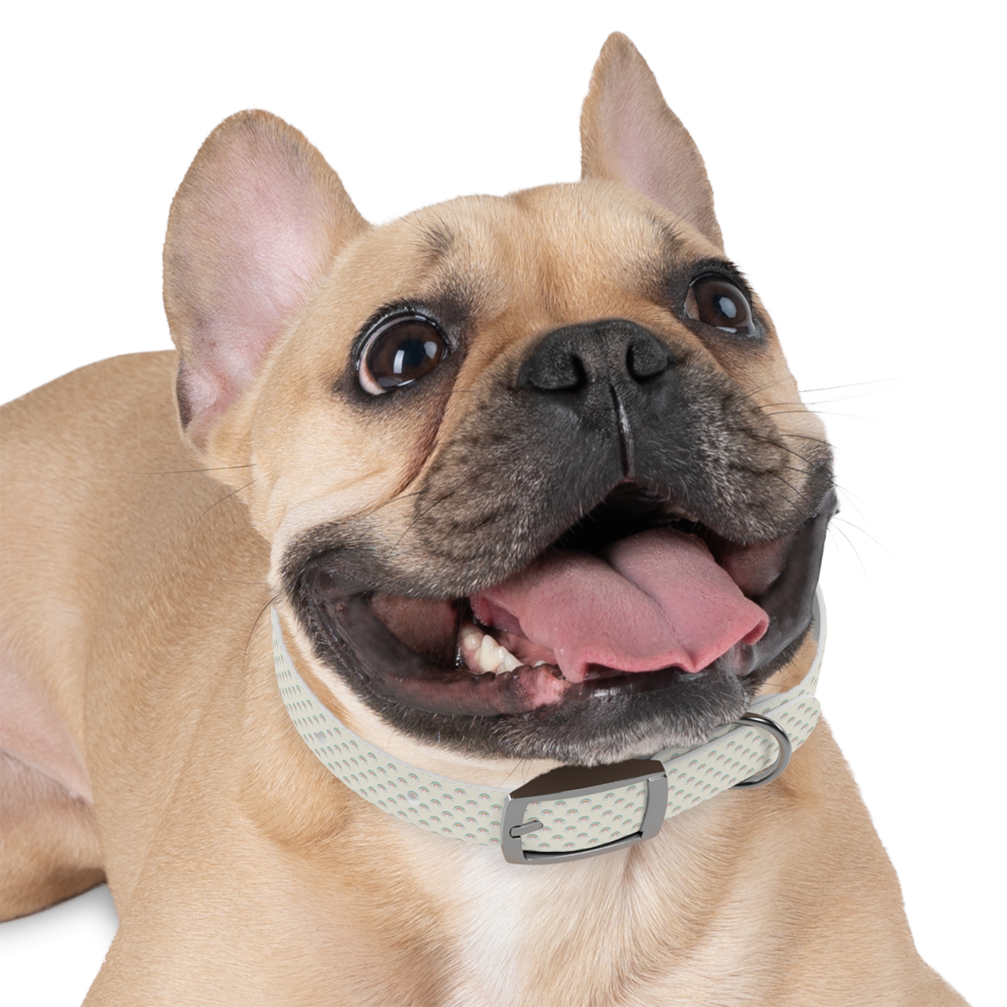 Tito Puppy Starter Collar — Adjustable - Image 6