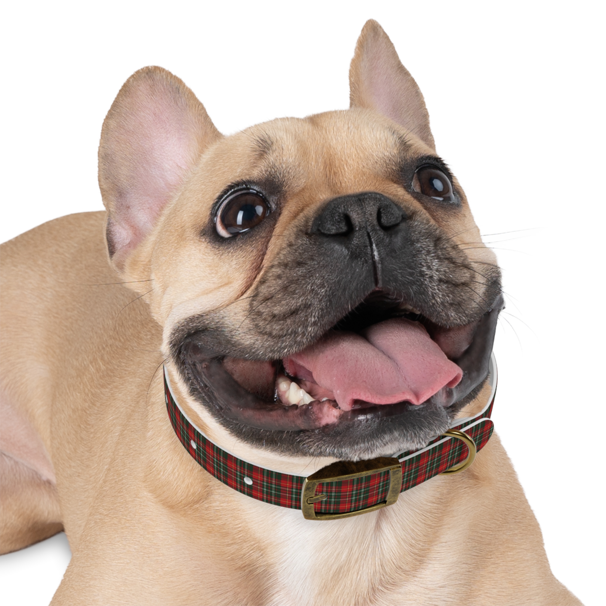 Tito Holiday Tartan Collar - Image 12