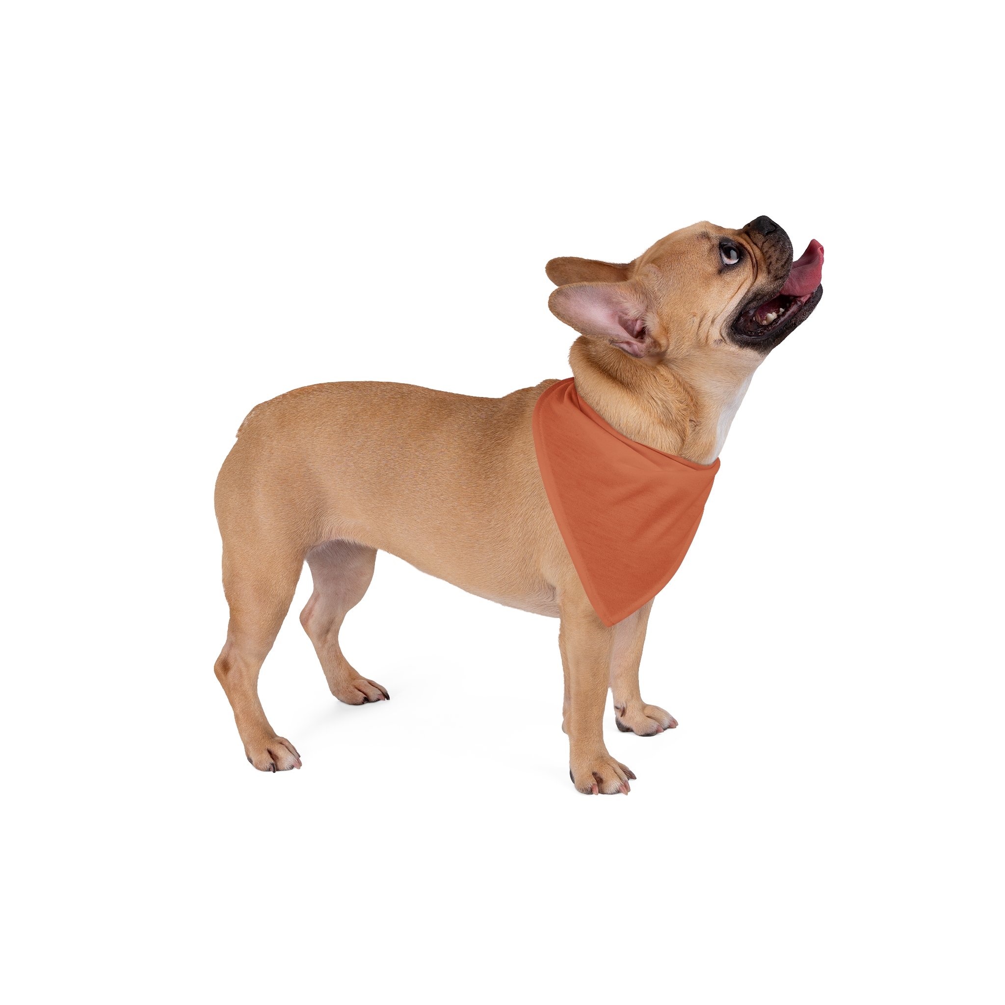 Tito Terracotta Tile Dog Bandana - Image 4