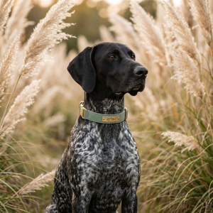 Tito AirTag Personalized Collar — Sage