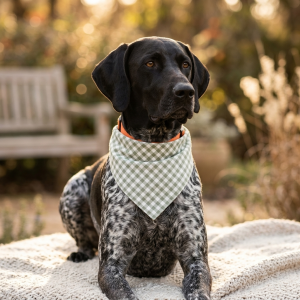 Tito Sage Gingham Dog Bandana