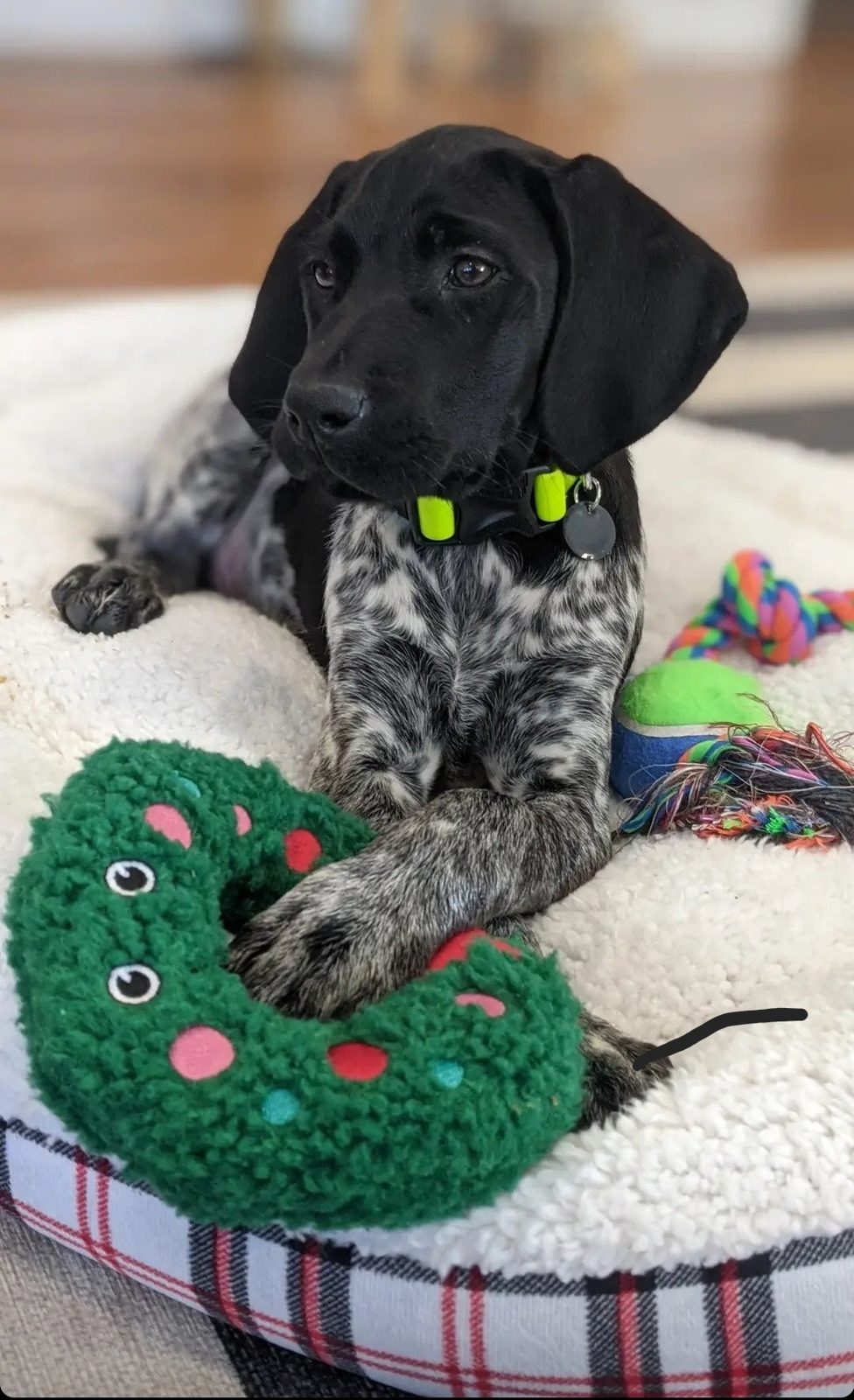 Tito the German Shorthaired Pointer puppy wearing a Tags by Tito collar and ID tag